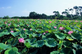 Đồng Tháp xinh đẹp, hữu tình vào mùa nước lên